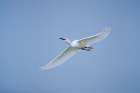 USA, Texas, Aransas County. Aransas Bay, snowy egret in flight Art Print